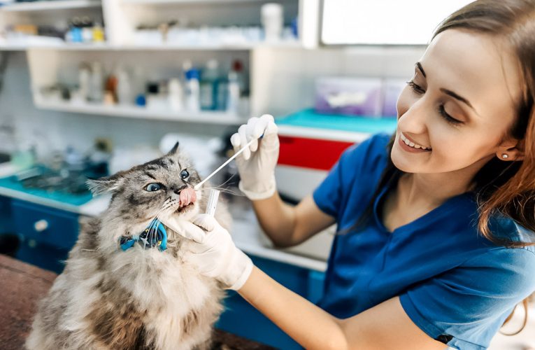 Dew-Point and Dog Paws: The Overnight Moisture Trap No Dubai Owner Sees Coming